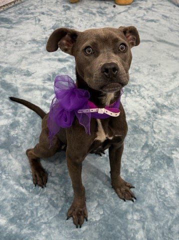 Photo of Ottava Via, adoptable Pit Bull Terrier in Detroit, Michigan