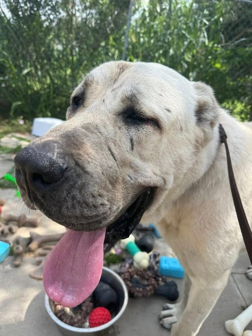 Photo of Banu, adoptable Anatolian Shepherd in Alvin, Texas
