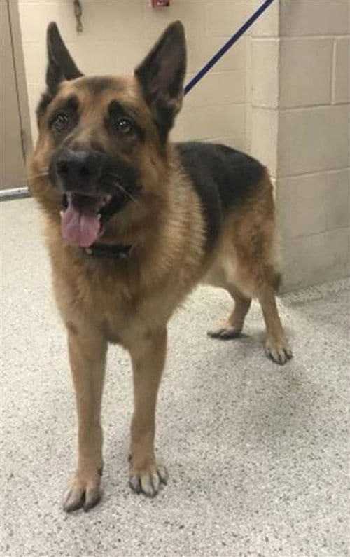 Photo of A433430, adoptable German Shepherd Dog in Conroe, Texas