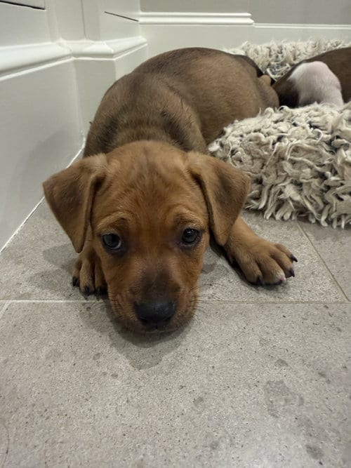 Photo of Peony, adoptable Staffordshire Bull Terrier in The Woodlands, Texas