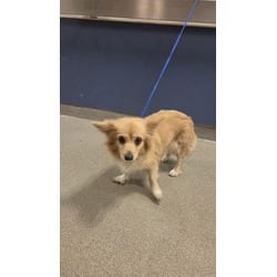 Photo of Princess, adoptable Papillon in Doral, Florida