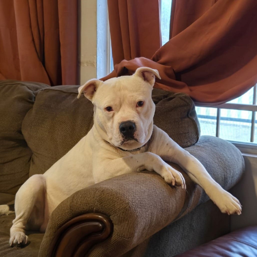 Photo of Gimli, adoptable Terrier, American Pit Bull in Houston, Texas