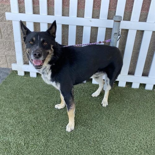 Photo of Hopper, adoptable German Shepherd Dog in Modesto, California