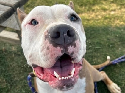 Photo of Peace, adoptable dog in Georgetown, Texas