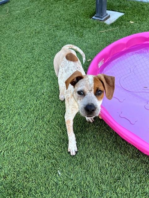 Photo of Brooke, adoptable Australian Cattle Dog/Blue Heeler in Downey, California