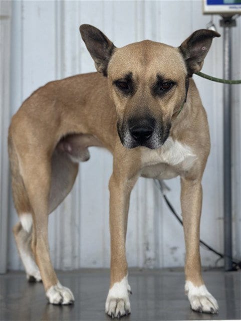 Photo of Delta, adoptable Pit Bull Terrier in Bakersfield, California