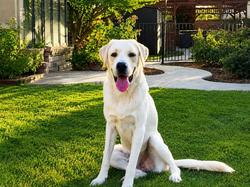 Photo of Chico, adoptable Labrador Retriever in Clovis, California