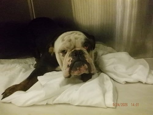 Photo of Peony, adoptable English Bulldog in Miami, Florida