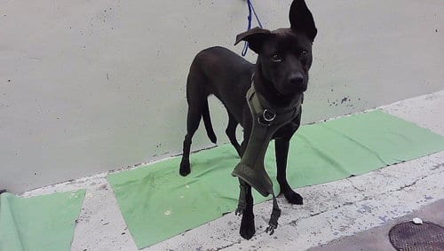 Photo of Koda, adoptable Labrador Retriever in Houston, Texas