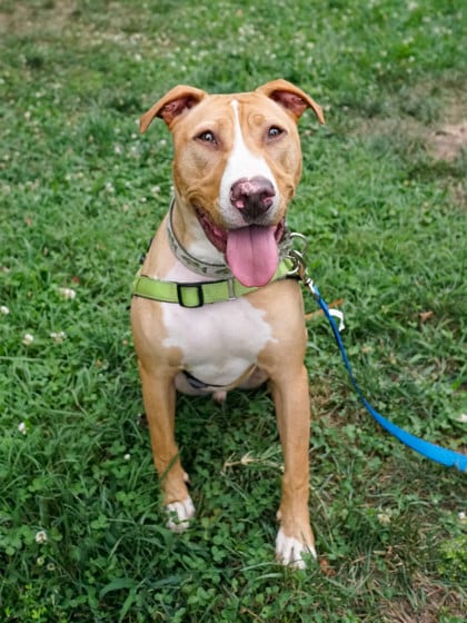 Photo of Cricket, adoptable Terrier, Pit Bull/Mix in Annapolis, Maryland