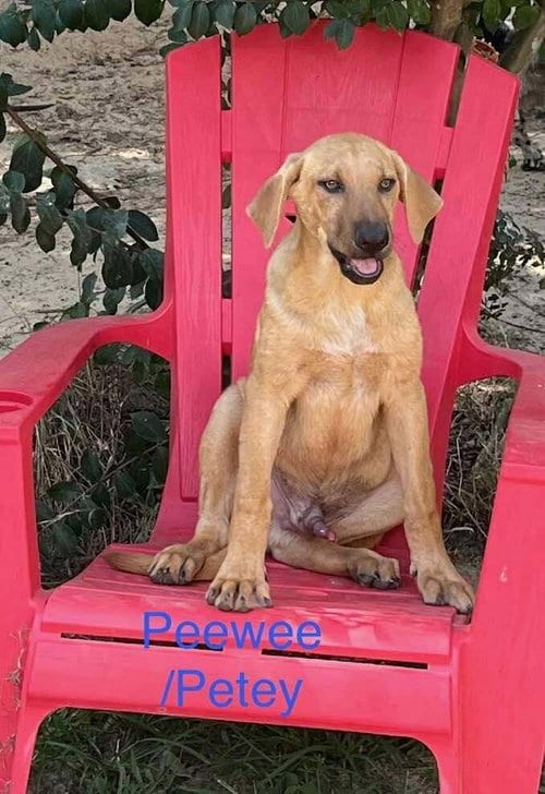 Photo of PeeWee/Peetie, adoptable Shepherd in FRAMINGHAM, Massachusetts