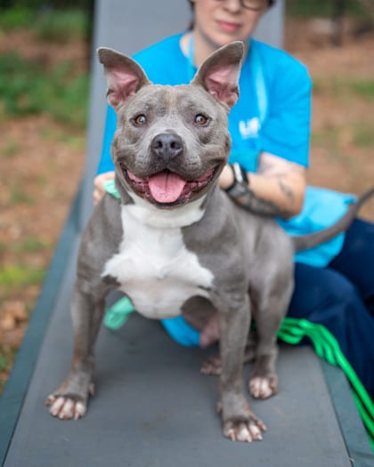 Photo of Groot, adoptable dog in Chamblee, Georgia