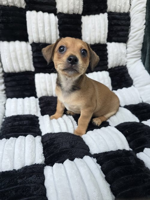 Photo of Jasper, adoptable Chihuahua in San Francisco, California