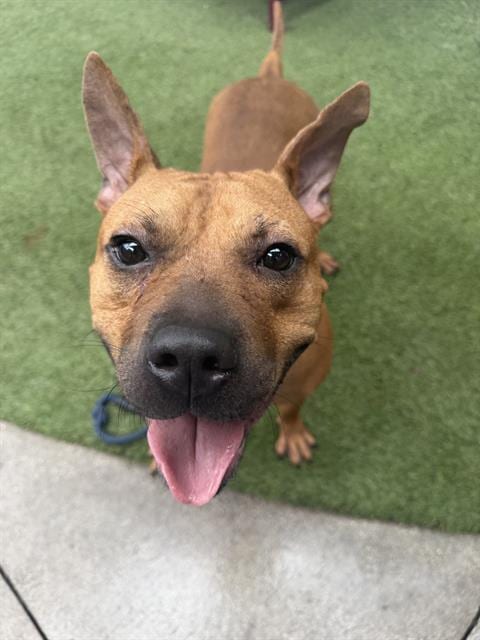 Photo of Pocho, adoptable Terrier in Miami, Florida