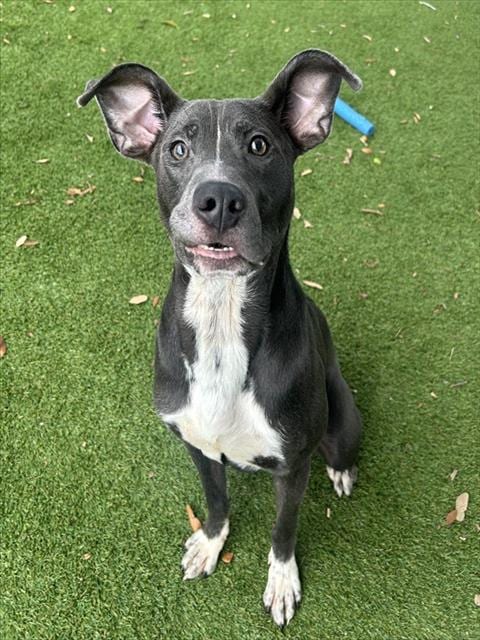 Photo of Josh, adoptable Pit Bull Terrier in Fort Myers, Florida