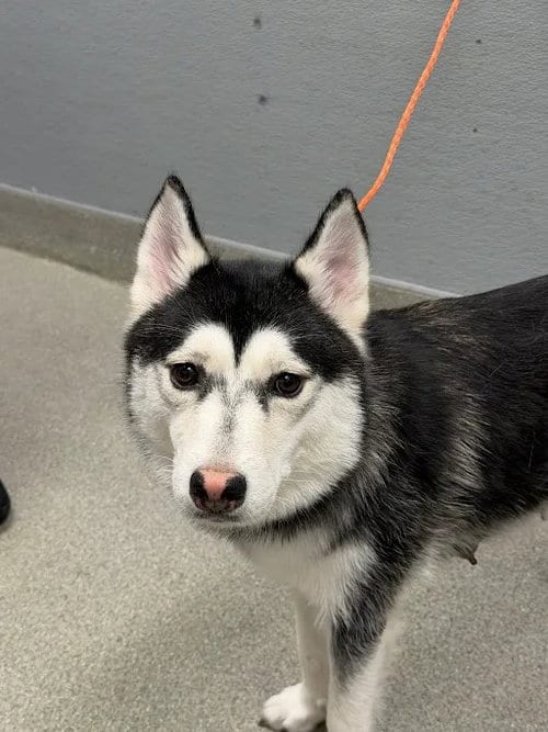 Photo of Dora, adoptable Siberian Husky in Las Vegas, Nevada