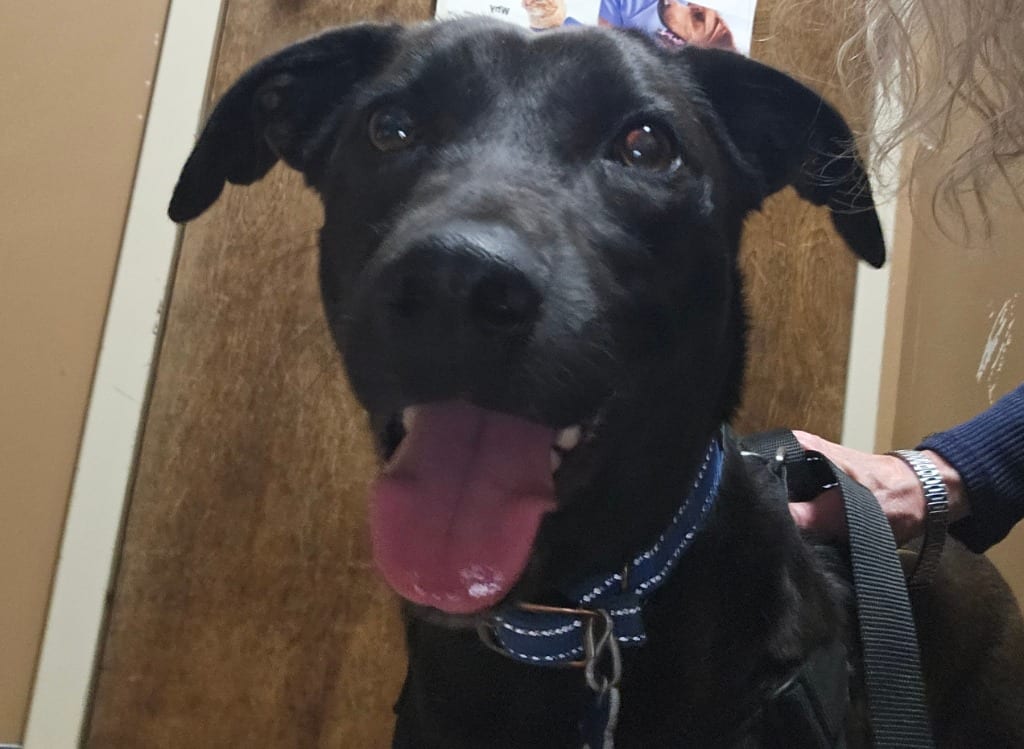 Photo of Missy, adoptable Labrador Retriever in Madison, Alabama