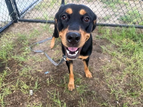 Photo of Marley, adoptable Rottweiler in Ocala, Florida