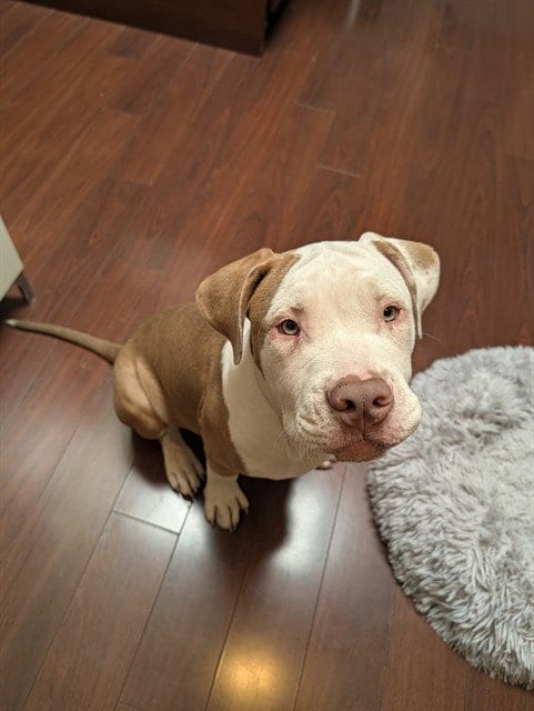Photo of A1414788, adoptable Pit Bull Terrier in San Jose, California