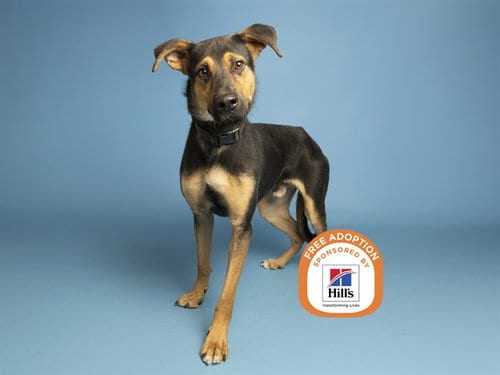 Photo of Leonardo, adoptable German Shepherd Dog in Phoenix, Arizona