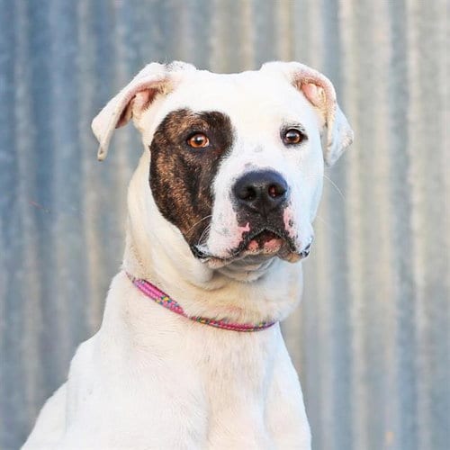 Photo of Penny, adoptable American Pit Bull Terrier in Albuquerque, New Mexico