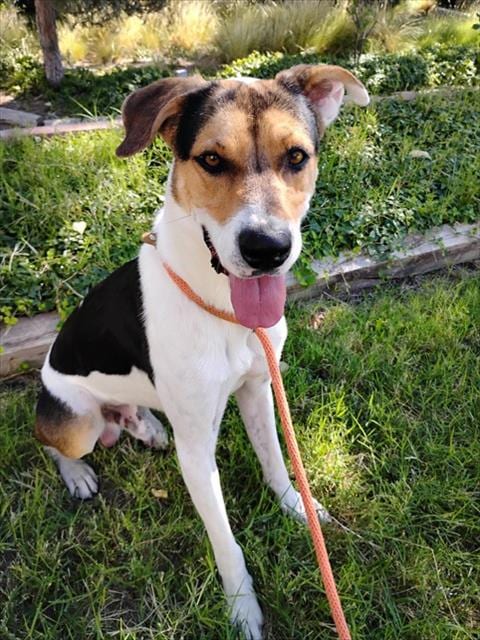 Photo of Bandit, adoptable American Foxhound in Albuquerque, New Mexico