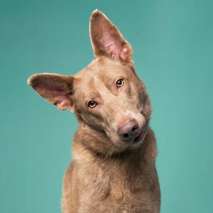 Photo of Black Bear, adoptable dog in Atlanta, Georgia