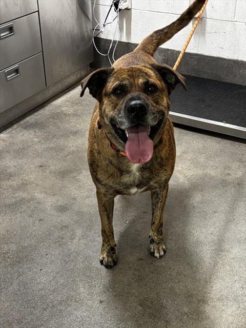 Photo of Duke, adoptable German Shepherd Dog in Forestville, Maryland