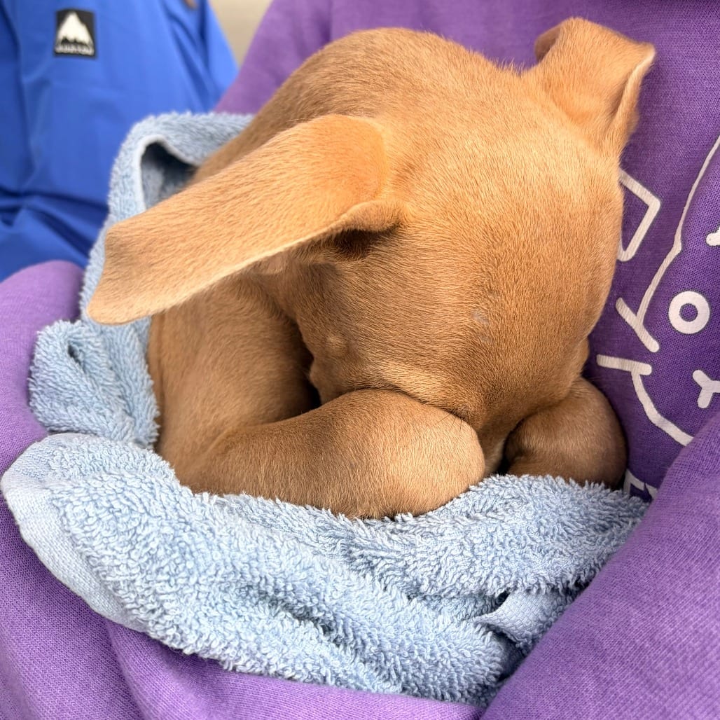 Photo of Fendi, adoptable Mixed Breed (Small) in Grand Rapids, Michigan