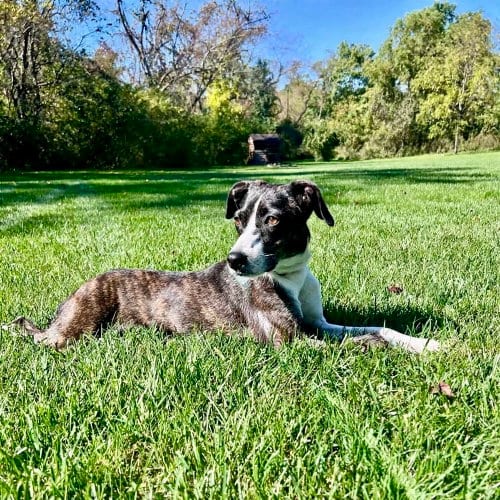 Photo of Elvira, adoptable Terrier in Springdale, Pennsylvania