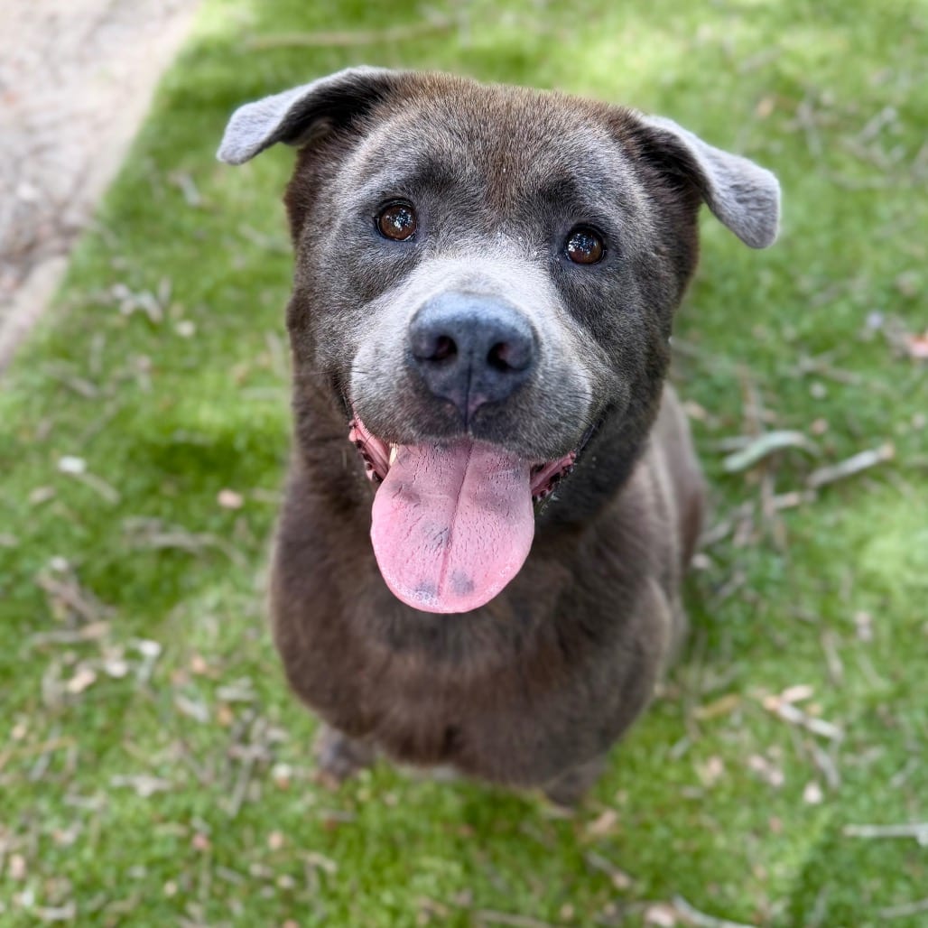 Photo of Willow, adoptable Mixed Breed (Large) in Milton, Florida