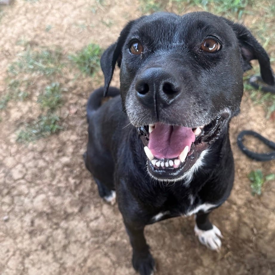 Photo of Harley, adoptable Mixed Breed (Medium) in Chattanooga, Tennessee