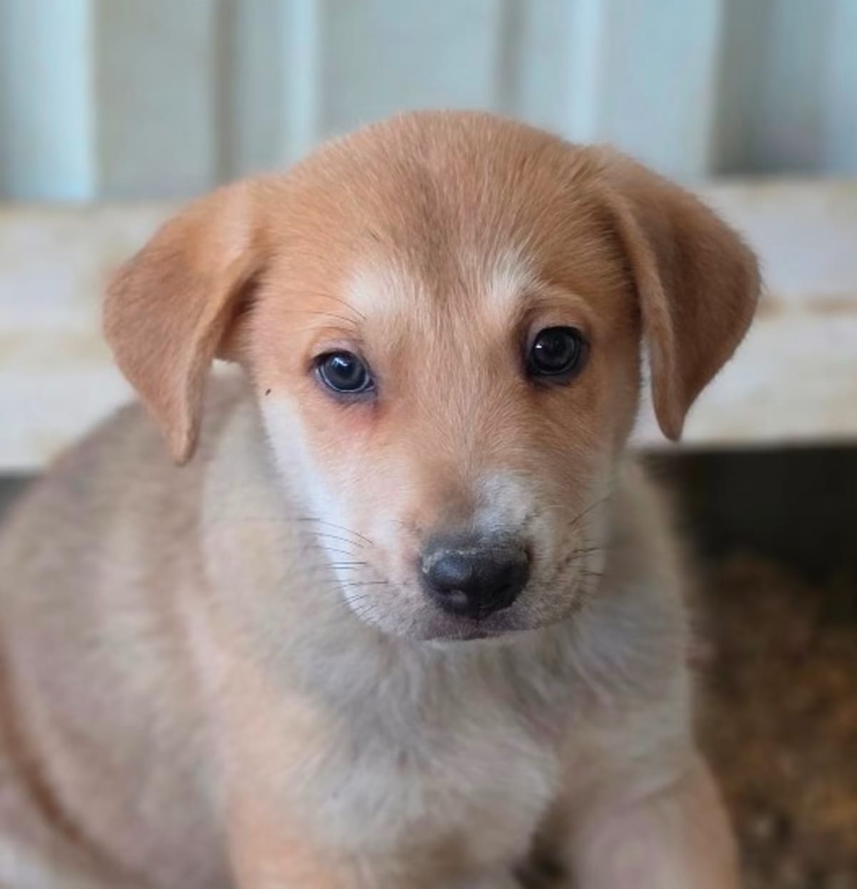 Photo of Falcon JuM, adoptable German Shepherd Dog Mixed Breed (Medium) in Nashville, Tennessee