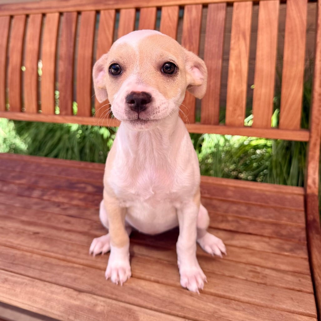 Photo of Aretha, adoptable Chihuahua in Agoura Hills, California