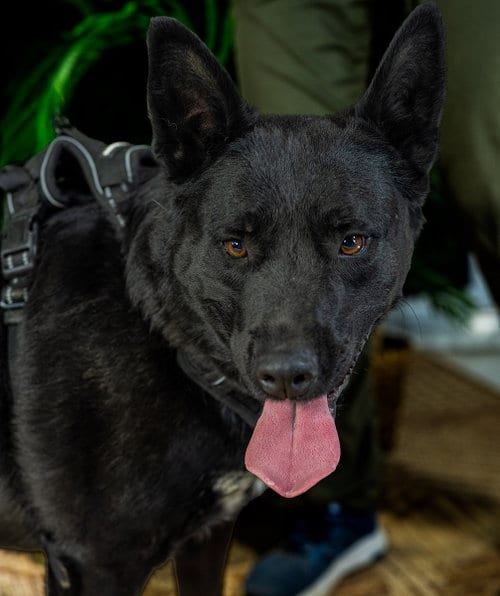 Photo of Dino, adoptable Shepherd in Cedar Crest, New Mexico
