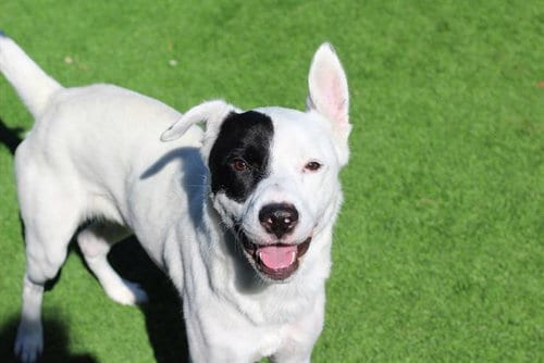 Photo of Roscoe, adoptable Labrador Retriever in Grand Prairie, Texas