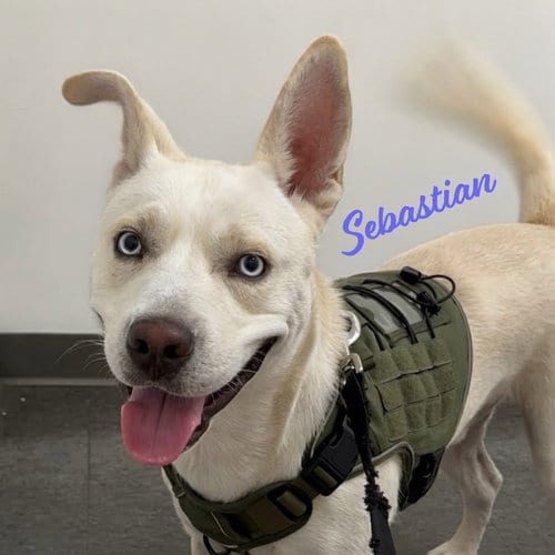 Photo of Sebastian #adventure-ready, adoptable Siberian Husky in HOUSTON, Texas