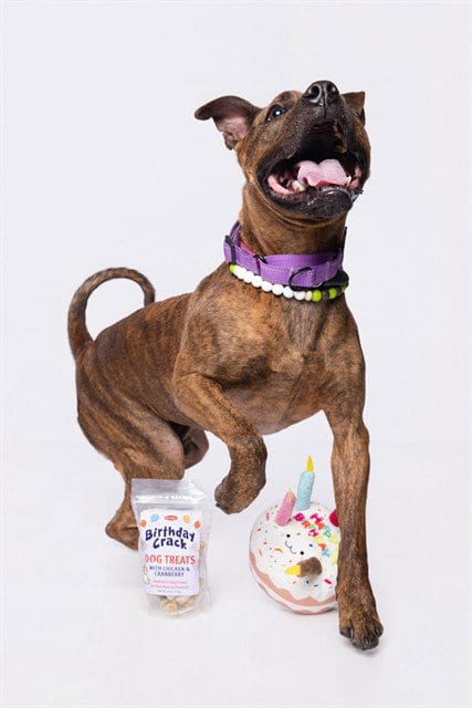 Photo of Rex, adoptable American Bulldog in Miami, Florida