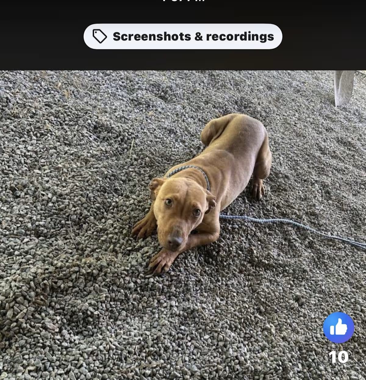 Photo of Kittara, adoptable American Staffordshire Terrier in Liberty, South Carolina