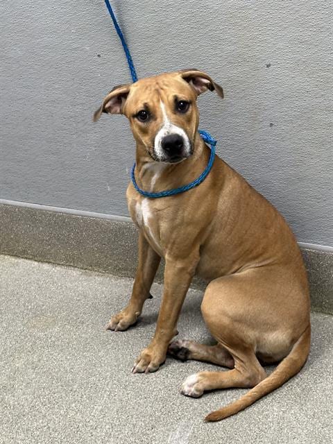 Photo of Mary, adoptable Labrador Retriever in Las Vegas, Nevada