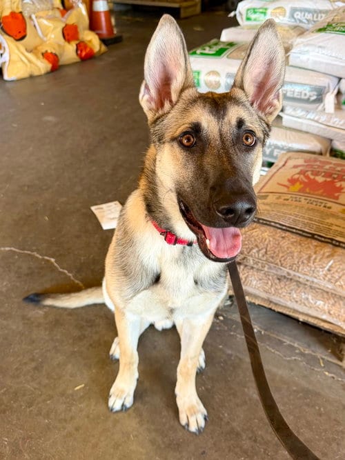 Photo of Joey, adoptable German Shepherd Dog in West Sacramento, California