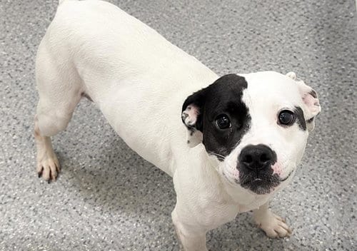 Photo of Sylvie, adoptable Pit Bull Terrier in Houston, Texas