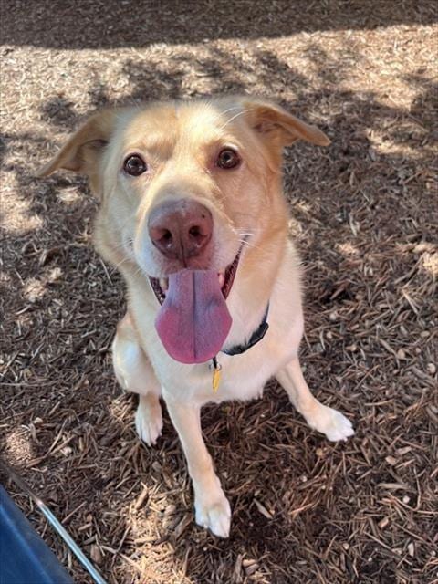 Photo of Noah, adoptable Labrador Retriever in Plano, Texas
