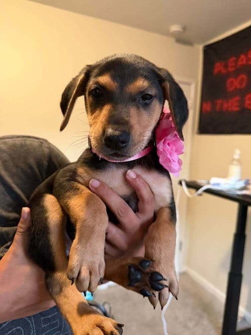 Photo of New Light Litter Ember Pink Collar - Located in CA, adoptable Belgian Shepherd Malinois in Imlay City, Michigan