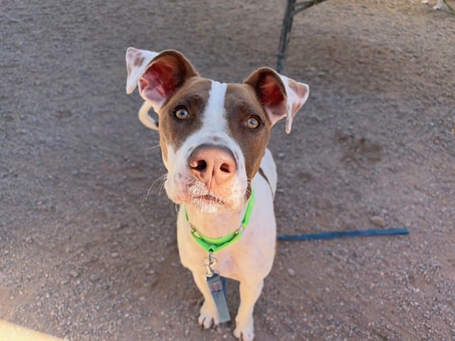 Photo of Georgia, adoptable dog