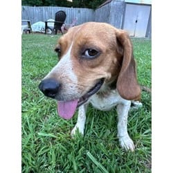 Photo of Lydia, adoptable Beagle in Irmo, South Carolina