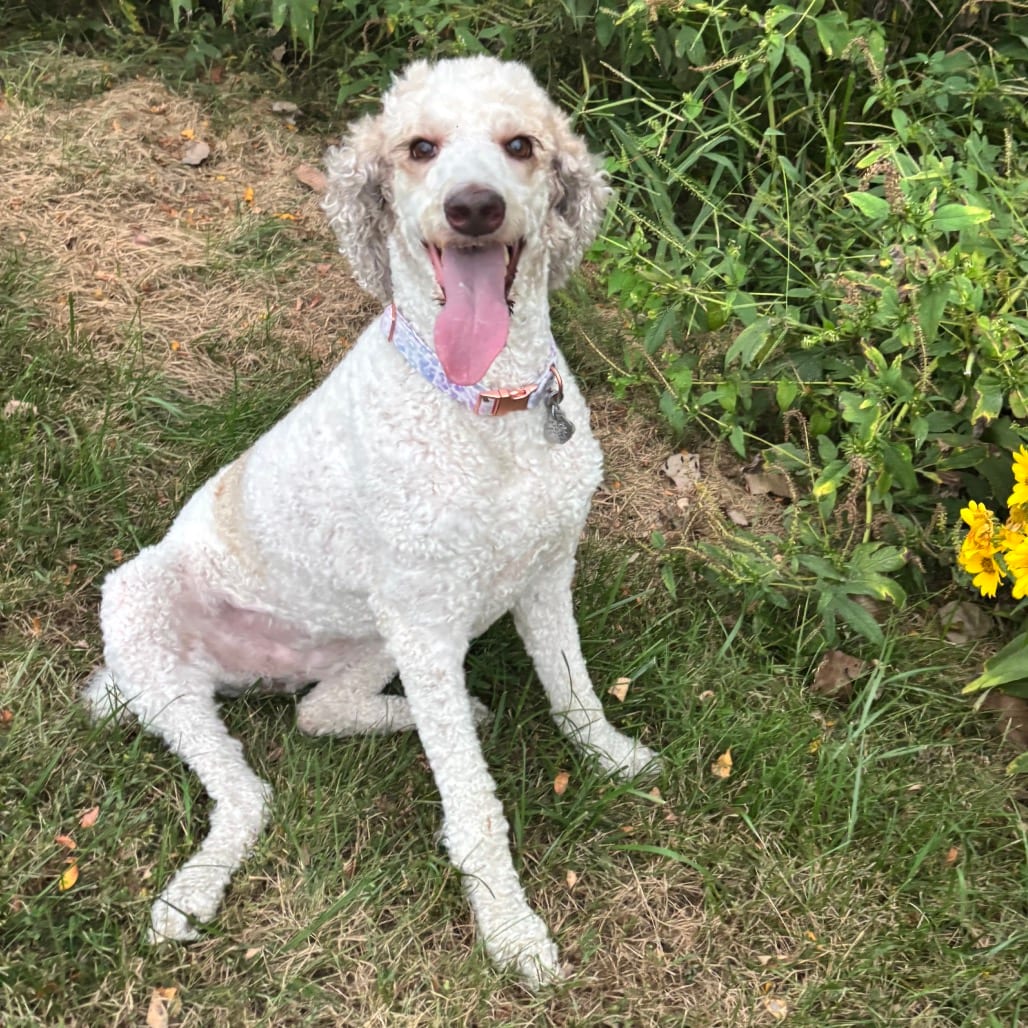 Photo of Olove, adoptable Poodle, Standard / Poodle, Standard in Boonville, Missouri