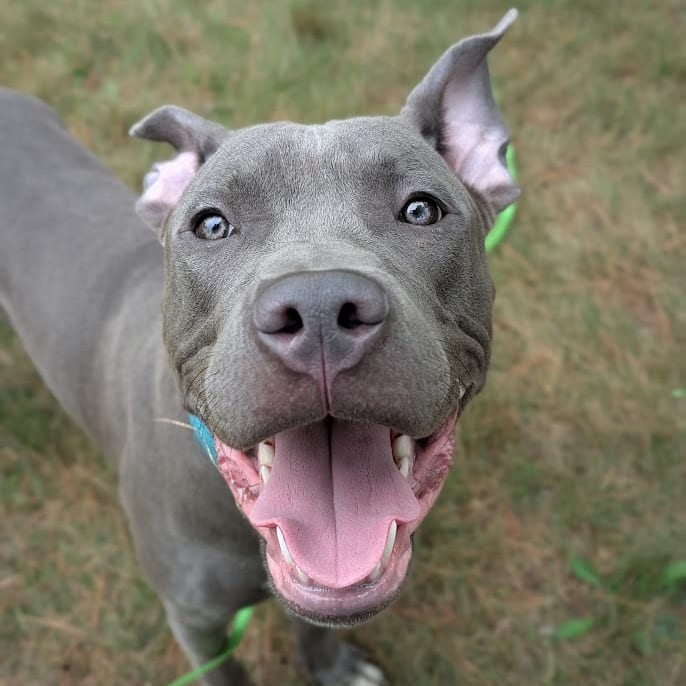 Photo of Percy, adoptable Mixed Breed (Large) in Grand Rapids, Michigan