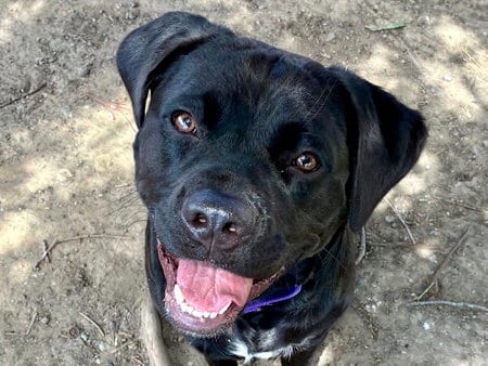 Photo of Wilma, adoptable Labrador Retriever in Martinez, California