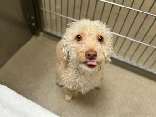 Photo of Doki, adoptable Poodle (Miniature) in Denver, Colorado